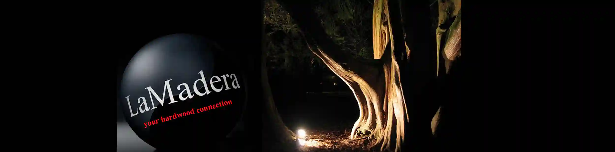 das Bild zeigt unser Firmenlogo eingebettet in einen beleuchteten Waldstück