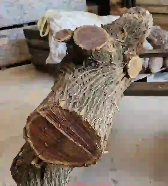 das Foto zeigt einen Stamm Osage Orange